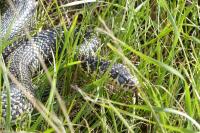 Hierophis viridiflavus