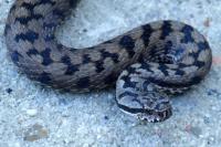 Vipera aspis