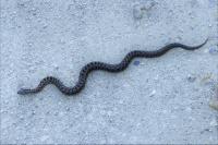 Vipera aspis