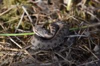 Vipera aspis
