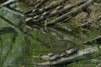 Trachemys scripta