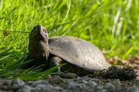 Emys orbicularis