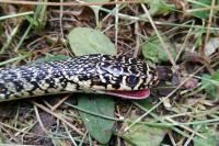 Hierophis viridiflavus