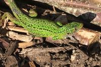Lézard à deux raies