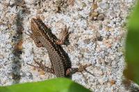 Podarcis muralis