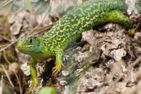 Lacerta bilineata