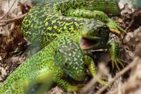 Lacerta bilineata
