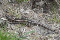 Lacerta agilis