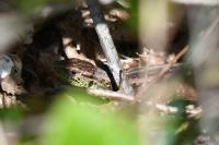 Lacerta agilis