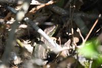 Lacerta agilis