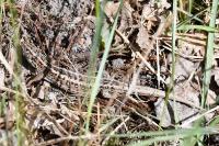 Lacerta agilis