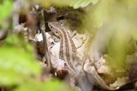 Lacerta agilis
