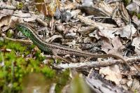 Lacerta agilis