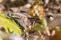 Lacerta agilis
