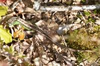 Lacerta agilis