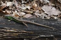 Lacerta agilis