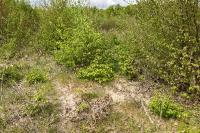 Lacerta agilis