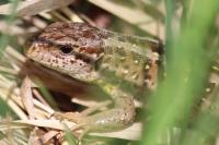 Lacerta agilis
