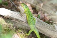 Lacerta bilineata