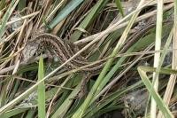 Lacerta agilis