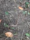 Anguis fragilis