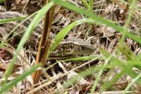 Lacerta agilis
