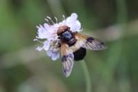 Volucella pellucens