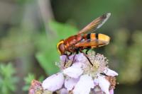 Volucella zonaria