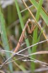 Mantis religiosa