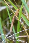 Mantis religiosa