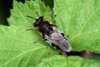 Stratiomys