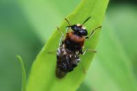 Stratiomys