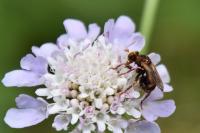 Sicus ferrugineus