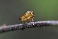 Scathophaga stercoraria