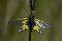 Libelloides coccajus