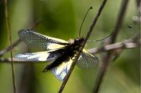 Libelloides coccajus