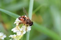 Eristalis tenax