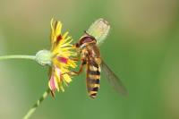 Syrphus ribesii