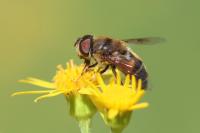 Eristalis pertinax
