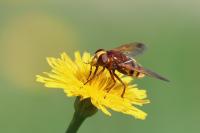 Volucella zonaria