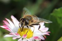 Eristalis tenax