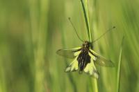 Libelloides coccajus