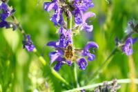 Bombylius major