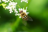 Syrphus