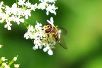 Syrphus