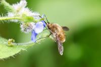 Bombylius major