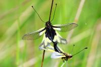 Libelloides coccajus