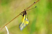 Libelloides coccajus