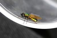 Chloromyia formosa