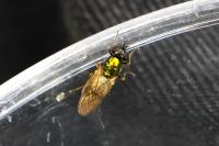 Chloromyia formosa